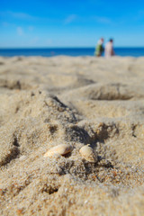 Muscheln am Strand