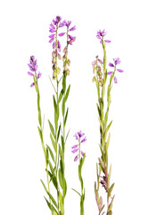 Fototapeta premium Różowy milkwort na białym tle