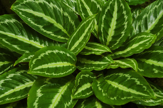 Maranta Leaves Background