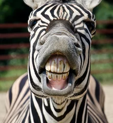 Deurstickers zebra glimlach en tanden © hammett79