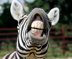 Fotobehang zebra glimlach en tanden © hammett79
