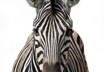 Deurstickers geïsoleerde zebra © hammett79