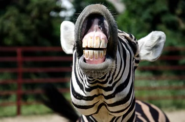 Fotobehang Zebra glimlach en tanden © hammett79