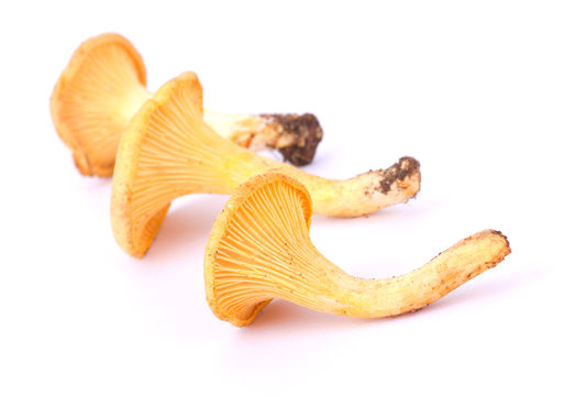 Yellow chanterelle isolated on white background