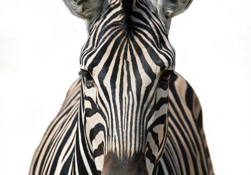 Fototapeta Isolated zebra
