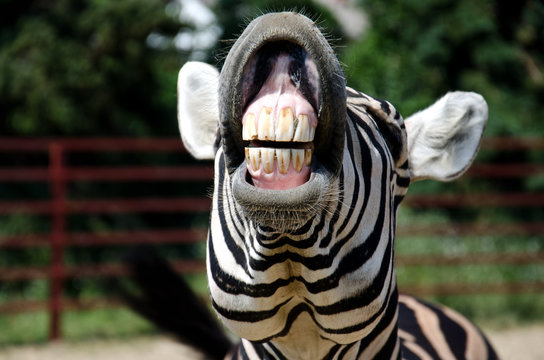Fototapeta Zebra smile and teeth