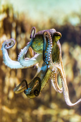 octopus © Frank Gärtner