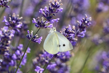 White Butterfly on Lavender (lavendula)