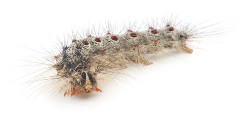 Caterpillar