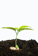 Growing plants from seed close up