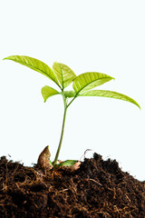 Growing plants from seed close up