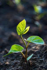 sprout in ground