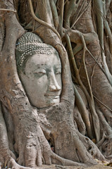 Buddha head encased in tree roots