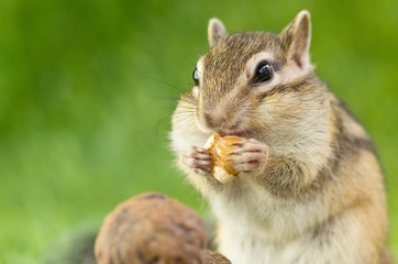 胡桃を食べるシマリス