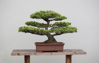 bonsai plants - obrazy, fototapety, plakaty
