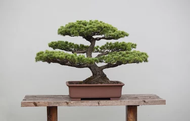 Foto op Canvas bonsai planten © xin wang