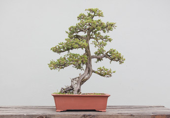 bonsai plants