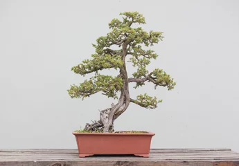 Foto op Canvas bonsai plants © xin wang