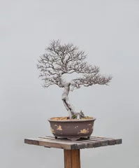 Fotobehang Bonsai bonsai plants  © xin wang