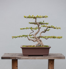 bonsai plants