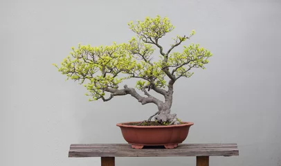 Foto op Canvas bonsai planten © xin wang