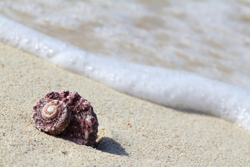 Sea shell