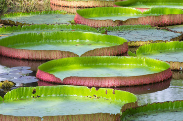 Victoria's giant lotus