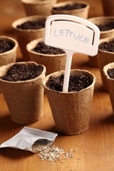 Close-up of lettuce seeds and planting pots
