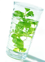 mint