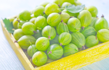 gooseberry