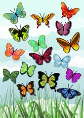 a variety of beautiful butterflies