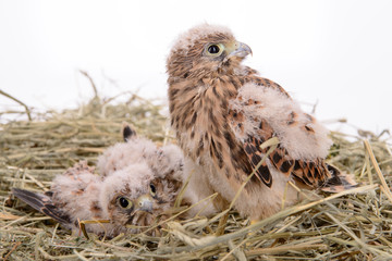 young falcon bird