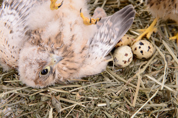 young falcon bird © inna_astakhova