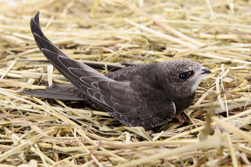 sitting on straw