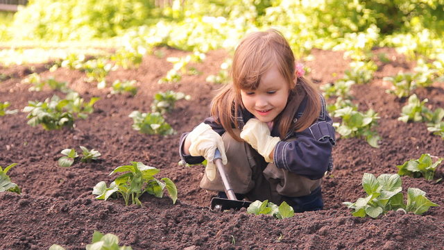 девочка пропалывает картошку и рыхлит землю, окучивает