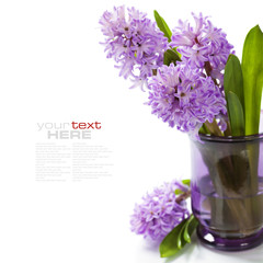 Beautiful Hyacinths