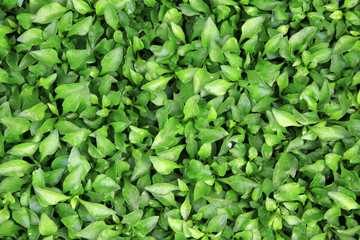 Fototapeta na wymiar green leaves of plants