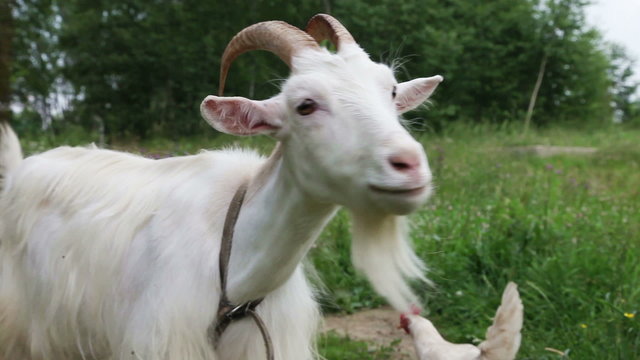 Close up of white nanny goat in countryside