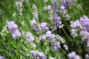 Lavender