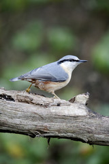 Nuthatch, Sitta europaea,