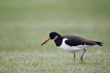 Oystercatcher, Haematopus ostralegus