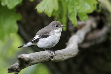 Pied flycatcher, Ficedula hypoleuca