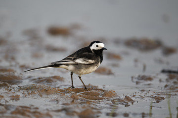 Pied wagtail, Motacilla alba yarrellii