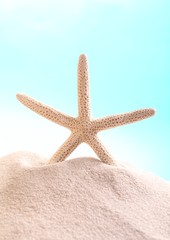 Fototapeta na wymiar Close-up of starfish on sand with copy space.
