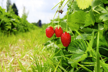Ripe Strawberries - 54003939