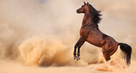 Arabian horse running out of the Desert Storm - 54004531