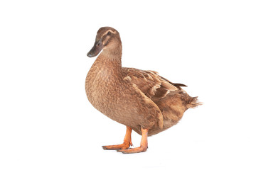 duck