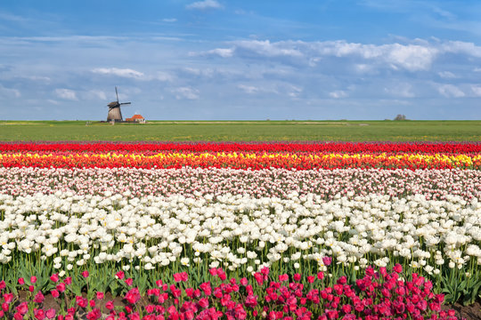 Colorful Tulip Fields In Alkmaar,  North Holland