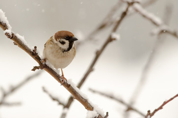 Tree sparrow