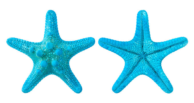 blue starfish isolated on white background